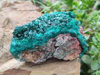 Natural Dioptase Cabinet Specimen x 1 From Reneville Brazzaville, Congo