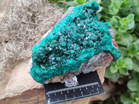 Natural Dioptase Cabinet Specimen x 1 From Reneville Brazzaville, Congo