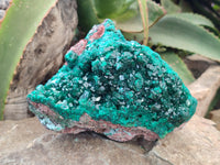 Natural Dioptase Cabinet Specimen x 1 From Reneville Brazzaville, Congo