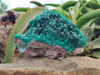 Natural Dioptase Cabinet Specimen x 1 From Reneville Brazzaville, Congo