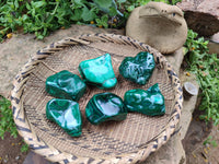 Polished Flower Banded Malachite Free Forms x 6 From Congo