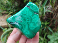 Polished Flower Banded Malachite Free Forms x 6 From Congo