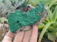 Natural Botryoidal Malachite Specimens x 6 From Congo