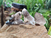 Natural Smokey Quartz With Aegirine Crystals x 27 From Malawi