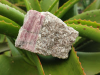 Natural Pink Rubellite Tourmaline Matrix Specimen x 2 From Karibib, Namibia