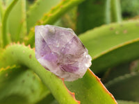 Natural Royal Zulu Amethyst Crystals x 12 from KwaZulu Natal, South Africa