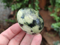 Polished Leopard Stone Gemstone Eggs x 12 From Zimbabwe