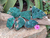 Natural Botryoidal Malachite Specimens x 6 From Congo