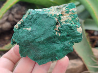 Natural Botryoidal Malachite Specimens x 6 From Congo