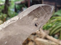 Natural Smokey Quartz Crystals x 2 From Malawi