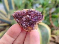 Natural Amethystos Amethyst Clusters x 36 From Kwaggafontein, South Africa