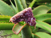 Natural Amethystos Amethyst Clusters x 36 From Kwaggafontein, South Africa