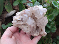 Natural Smokey Phantom Quartz Clusters x 2 From Luena, Congo