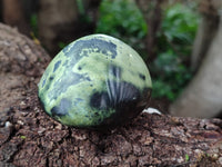 Polished Leopard Stone Free Forms x 12 From Zimbabwe