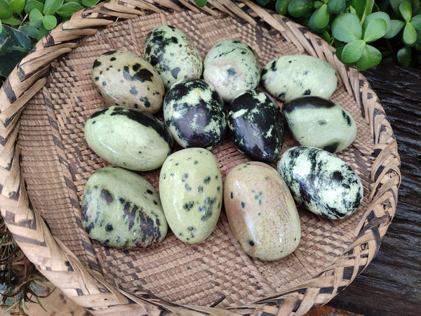 Polished Leopard Stone Free Forms x 12 From Zimbabwe