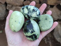 Polished Leopard Stone Free Forms x 12 From Zimbabwe