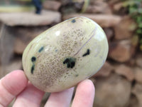 Polished Leopard Stone Free Forms x 12 From Zimbabwe