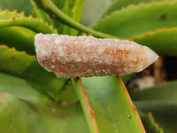 Natural Fairy Spirit Quartz Crystals x 24 From Boekenhouthoek, South Africa