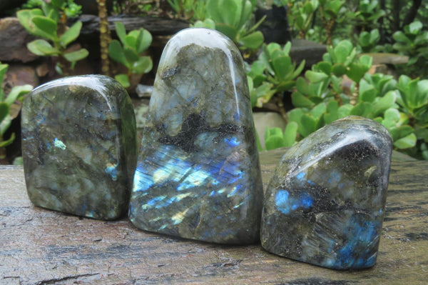 Polished Labradorite Standing Free Forms x 3 From Tulear, Madagascar