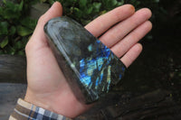 Polished Labradorite Standing Free Forms x 3 From Tulear, Madagascar