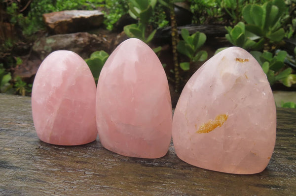 Polished Rose Quartz Standing Free Forms x 6 From Madagascar