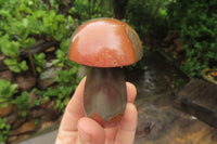 Polished Polychrome Jasper Mushrooms x 6 From Madagascar