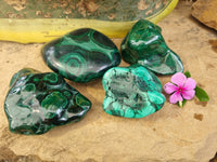 Polished Flower Banded Malachite Free Forms x 4 From Congo