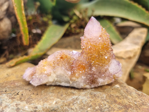 Natural Ametrine Spirit Quartz Clusters x 6 From Boekenhouthoek, South Africa