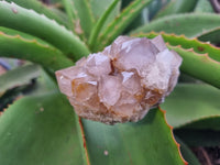 Natural Ametrine Spirit Quartz Clusters x 6 From Boekenhouthoek, South Africa