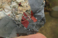 Natural Bloodstone Cobbed Specimens x 36 From Swaziland