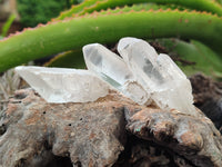 Natural Quartz Crystals x 35 from Mpika, Zambia