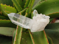 Natural Quartz Crystals x 35 from Mpika, Zambia