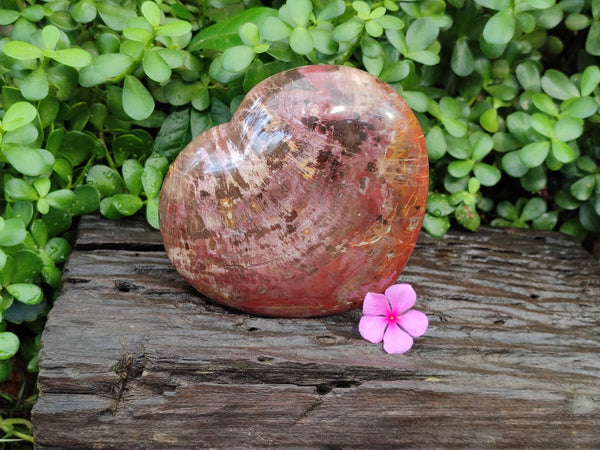 Polished Podocarpus Petrified Wood Heart x 1 From Mahajanga, Madagascar