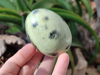 Polished Leopard Stone Eggs x 4 From Zimbabwe