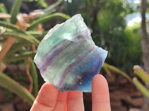 Polished On One Side Watermelon Fluorite x 12 From Uis, Namibia