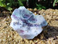 Polished On One Side Watermelon Fluorite x 12 From Uis, Namibia