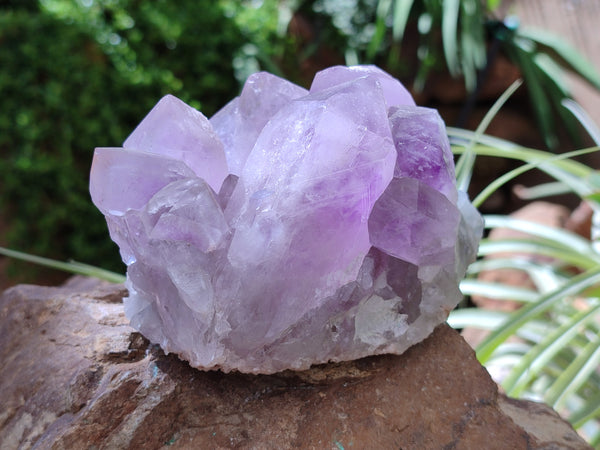 Natural Jacaranda Amethyst Quartz Clusters x 2 from Mumbwa, Zambia