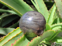 Polished Pharaoh Stone Spheres x 3 From Zimbabwe