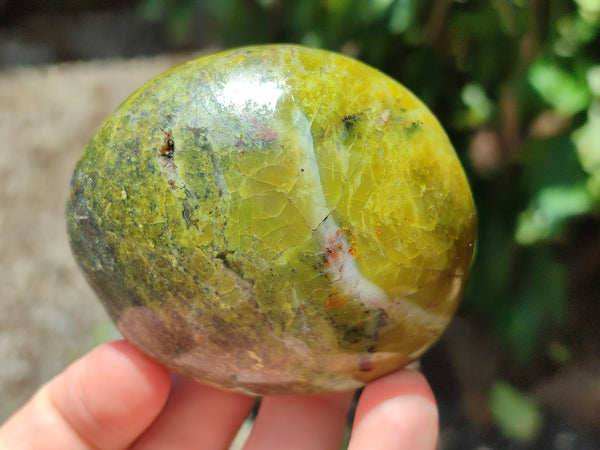 Polished Green Opal Palm Stones x 6 From Madagascar