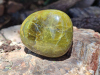 Polished Green Opal Palm Stones x 6 From Madagascar