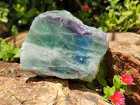 Polished On One Side Watermelon Fluorite x 6 From Uis, Namibia