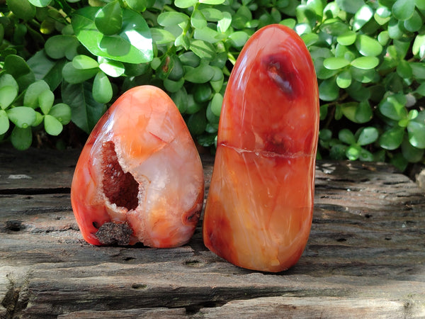 Polished Carnelian Standing Free Forms x 3 From Madagascar