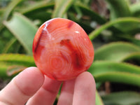 Polished Carnelian Palm Stones x 24 From Madagascar