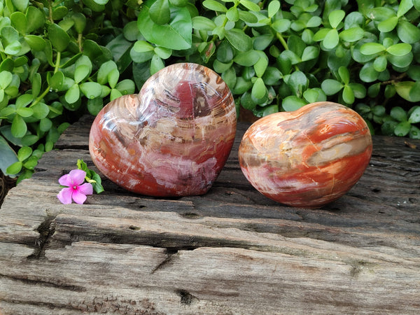 Polished Podocarpus Petrified Wood Hearts x 2 From Mahajanga, Madagascar