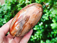 Polished Podocarpus Petrified Wood Hearts x 2 From Mahajanga, Madagascar