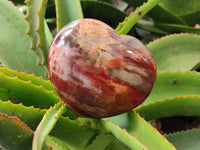 Polished Podocarpus Petrified Wood Hearts x 2 From Mahajanga, Madagascar