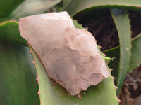 Natural Hematoid Quartz Crystals x 12 From Madagascar