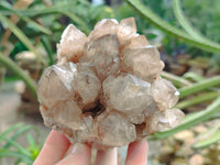 Natural Smokey Phantom Quartz Clusters x 2 From Luena, Congo