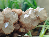 Natural Smokey Phantom Quartz Clusters x 2 From Luena, Congo