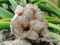 Natural Smokey Phantom Quartz Clusters x 2 From Luena, Congo